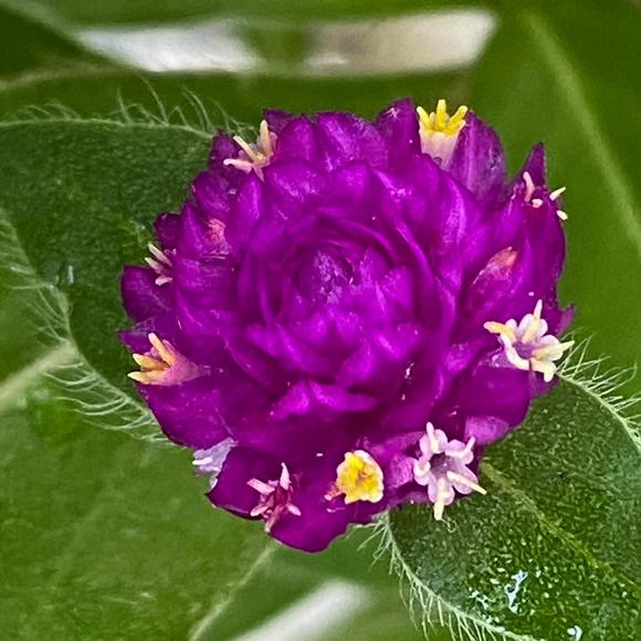 Meet your Posher, Maggi - Picture 1 of 1